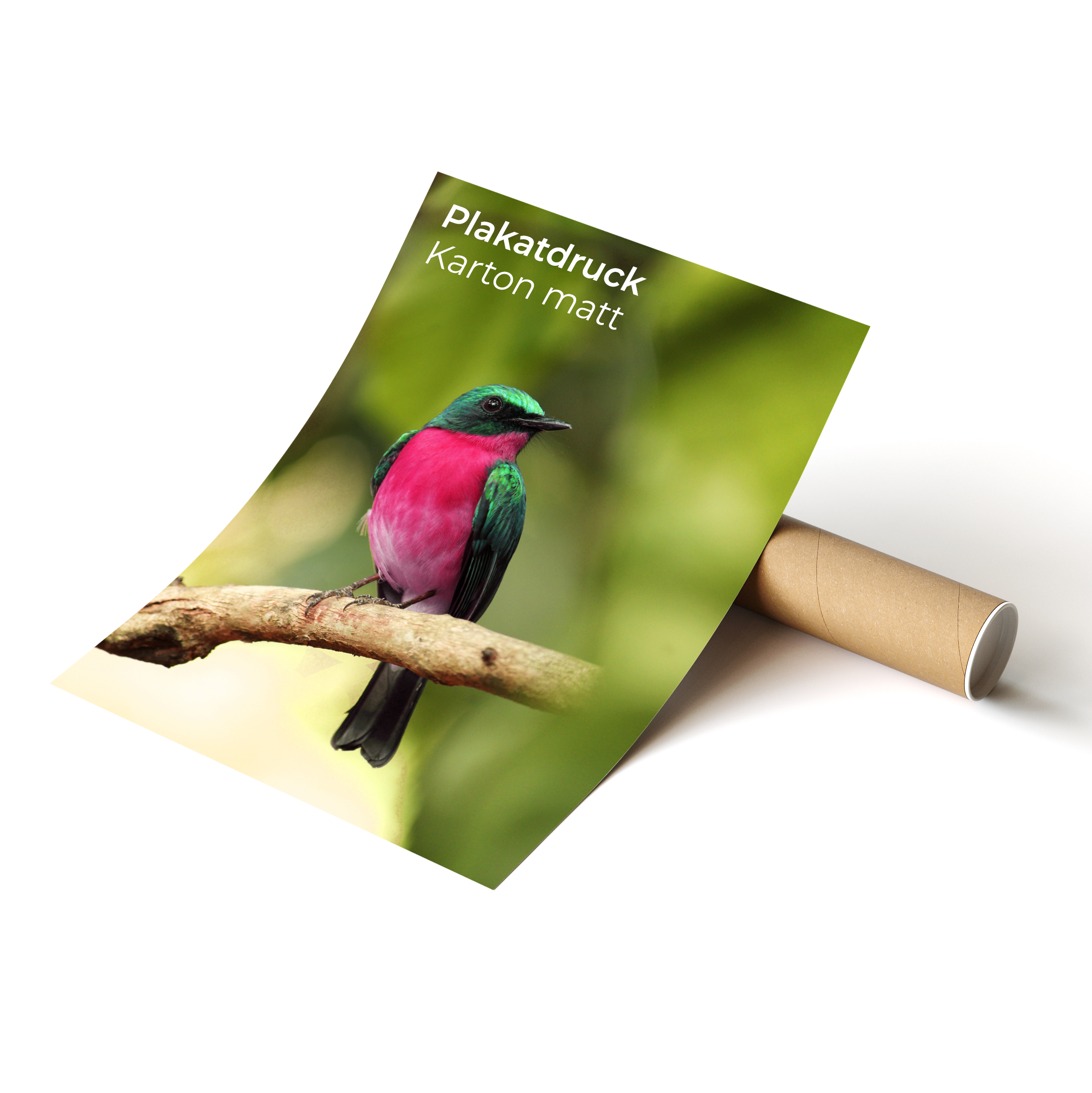 poster kartonmatt